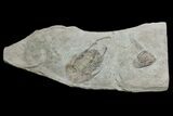 Lower Cambrian Trilobite (Neltneria) With Pos/Neg - Issafen #171556-2